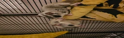 Sugar Glider rodents for sale: 2 sugar glider  in Hartlepool - Advert 3
