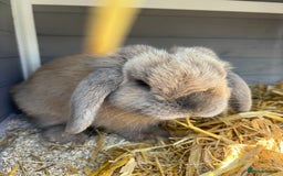 Mini Lop rabbits for sale: Beautiful 8 month mini lop (pet home only)  - Image 2