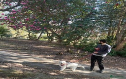 Cockapoo dogs for sale: Beloved Cockapoo Bubble for sale - Advert 8