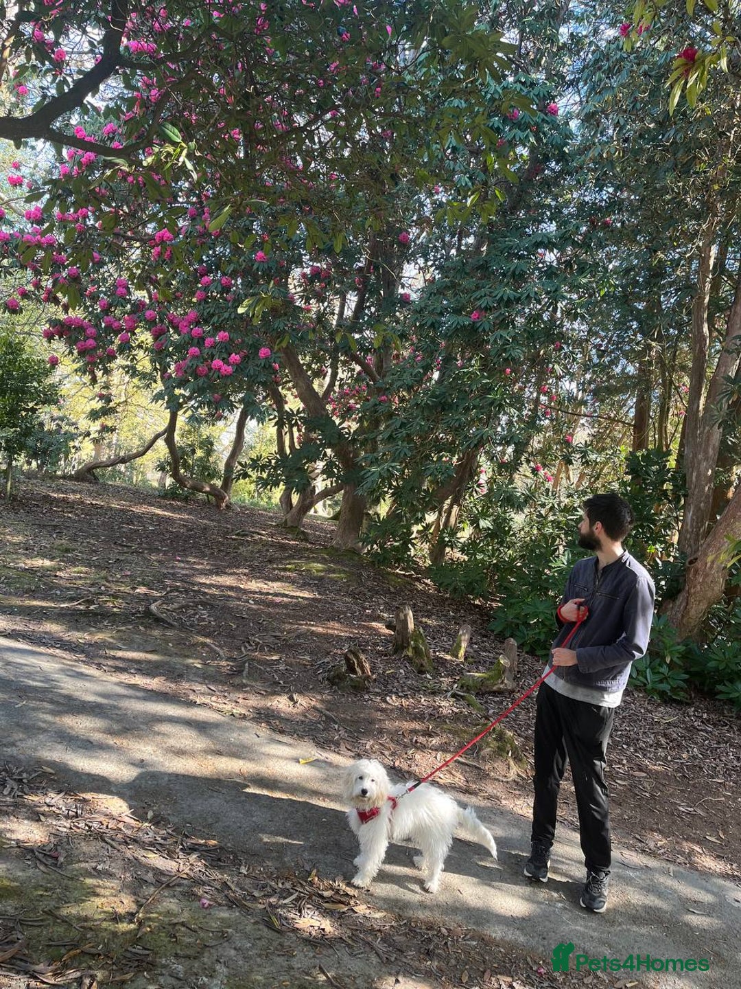 Cockapoo dogs for sale: Beloved Cockapoo Bubble for sale - Advert 8