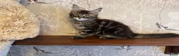 Maine Coon cats for sale: Maine Coon Registered TICA - Advert 12