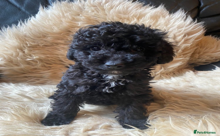 Miniature Poodle dogs - Advert 14