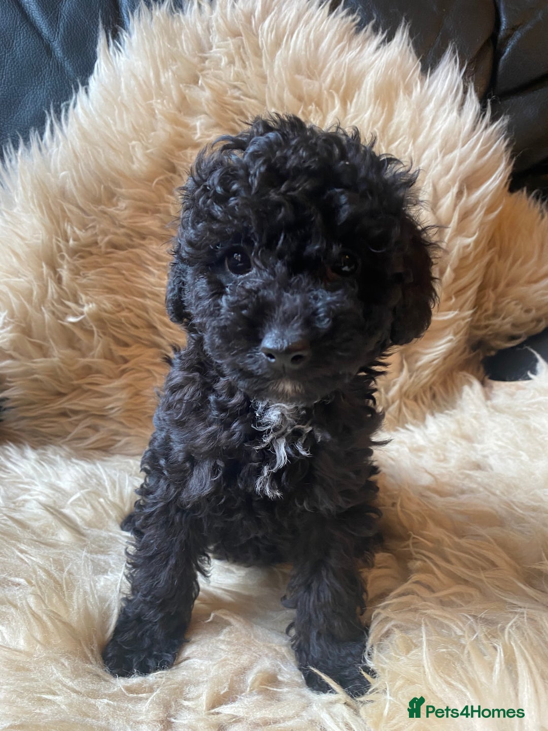 Miniature Poodle dogs for sale: Last little girl miniture poodle,ready now. - Image 1