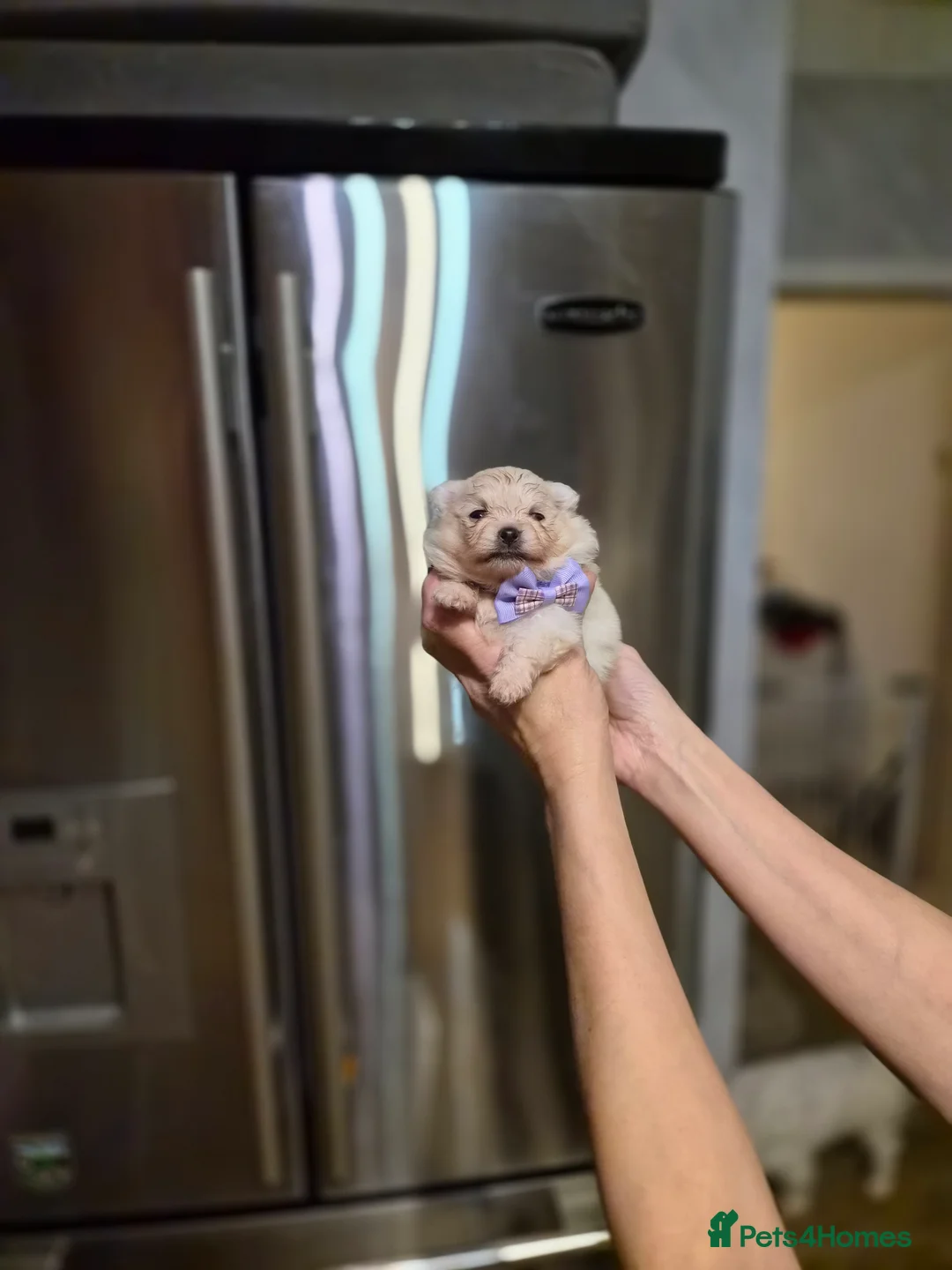 Pomeranian dogs for sale: 💝High Quality Korea/ Russia Babies💝 - Advert 12