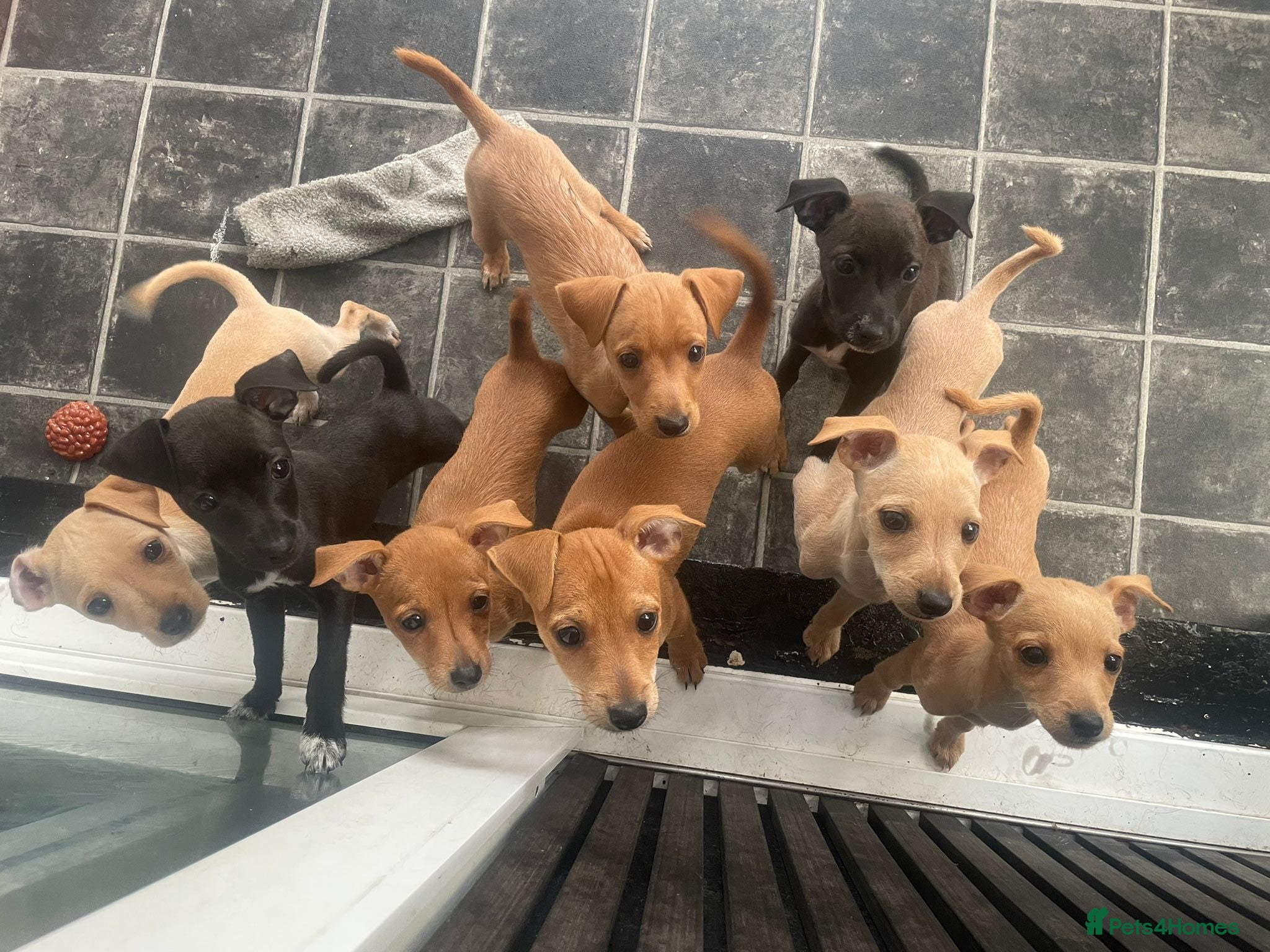 Mixed Breed dogs Italian greyhound x patterdale - Advert 9