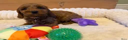Cavapoo dogs for sale: Dad Red F1 Cavapoo Puppies  - Advert 3