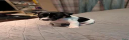 Jack Russell dogs for sale: Jack Russell girl  in Wickford - Advert 3