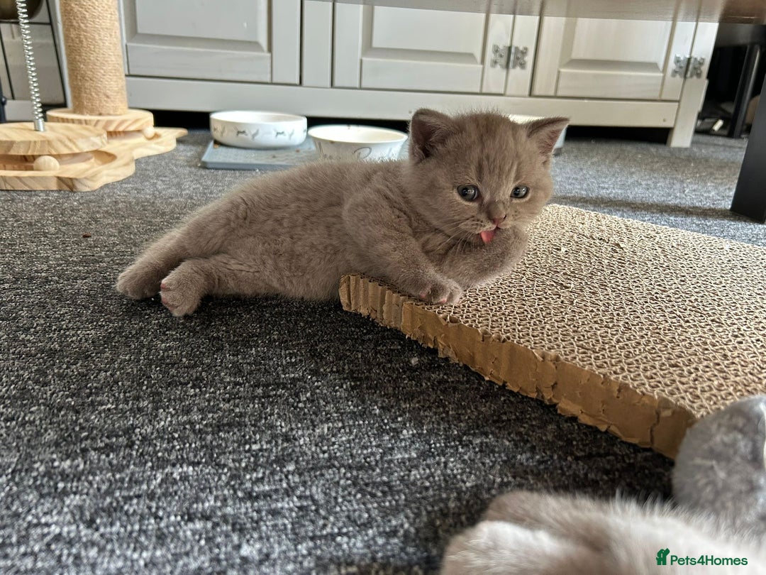 British Shorthair cats for sale: Stunning lilac BSH  - Image 26