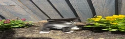 Domestic Shorthair cats for sale:  Short-Haired Tuxedo Kitten Ready Now  - Advert 6