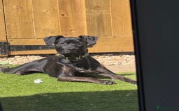 Mixed Breed dogs for sale: Hazel - Image 4