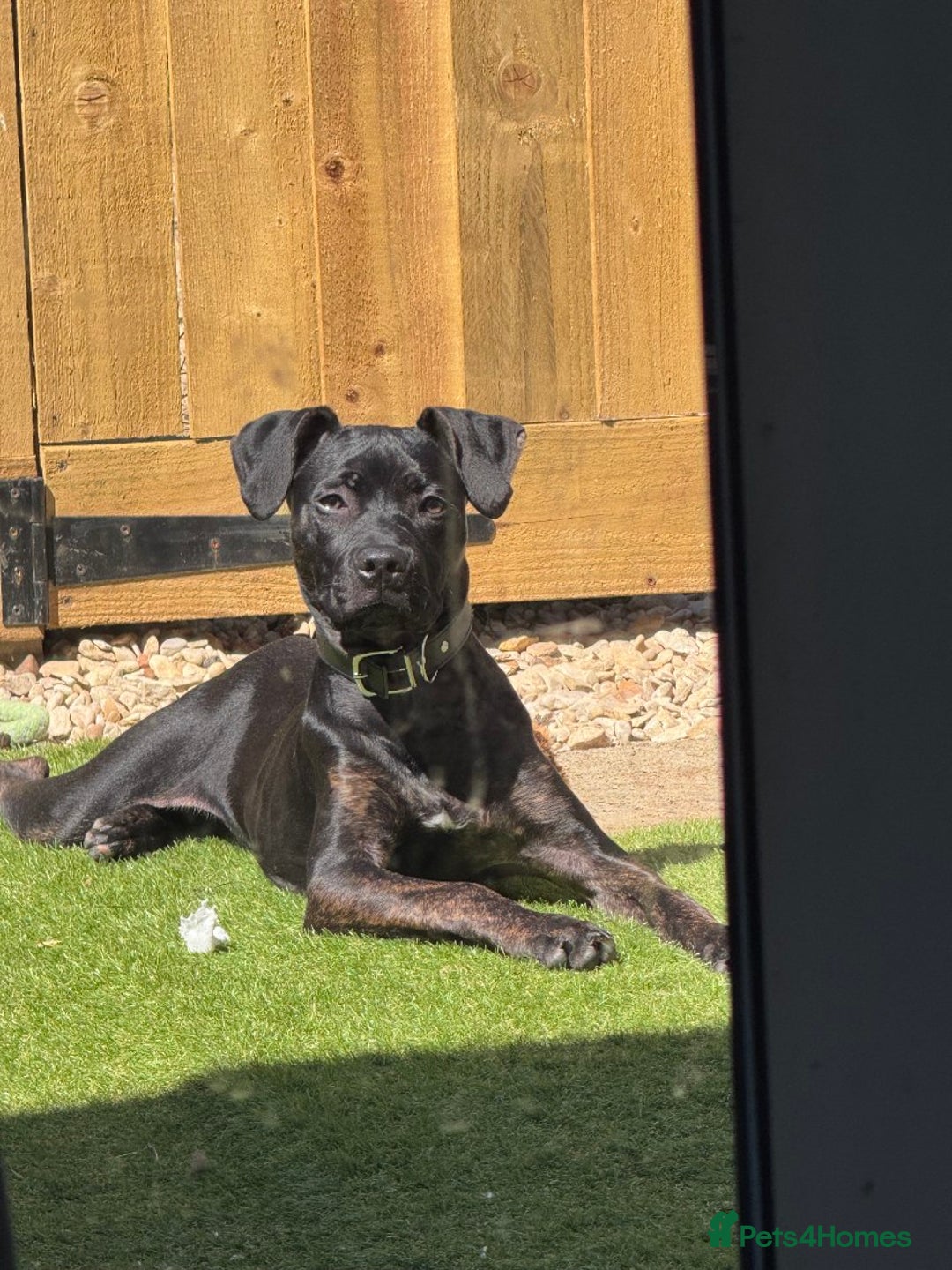 Mixed Breed dogs for sale: Hazel - Image 4