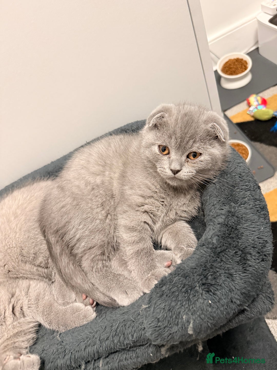 Scottish Fold cats for sale: Scottish Fold&British Shorthair.Vaccinated&Ready - Advert 9