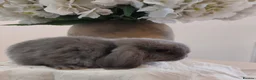 Mini Lop rabbits for sale: Baby Mini Lop Rabbits  - Advert 9