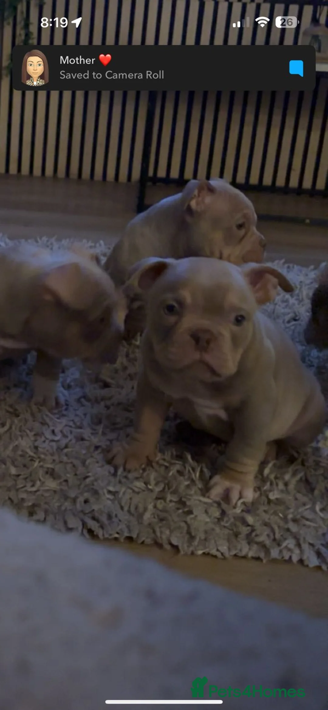American Bully dogs for sale: exotic pocket bully puppies - Advert 9