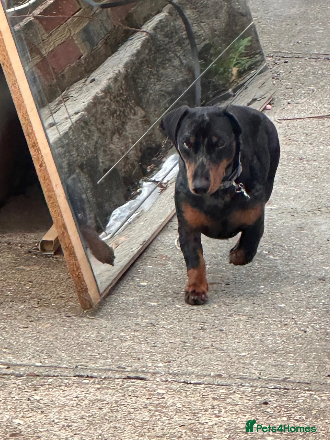 Dachshund dogs for sale: Lovely dappling dashhound  in Basildon - Advert 2
