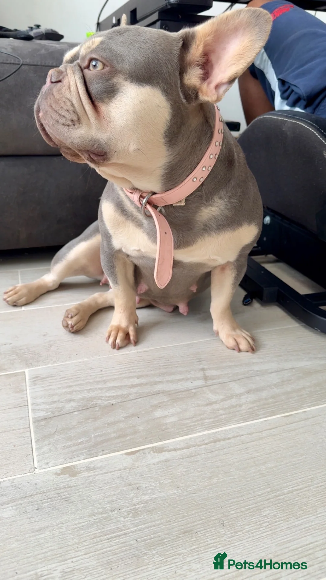 French Bulldog dogs for sale:  Fluffy’s  - Advert 1