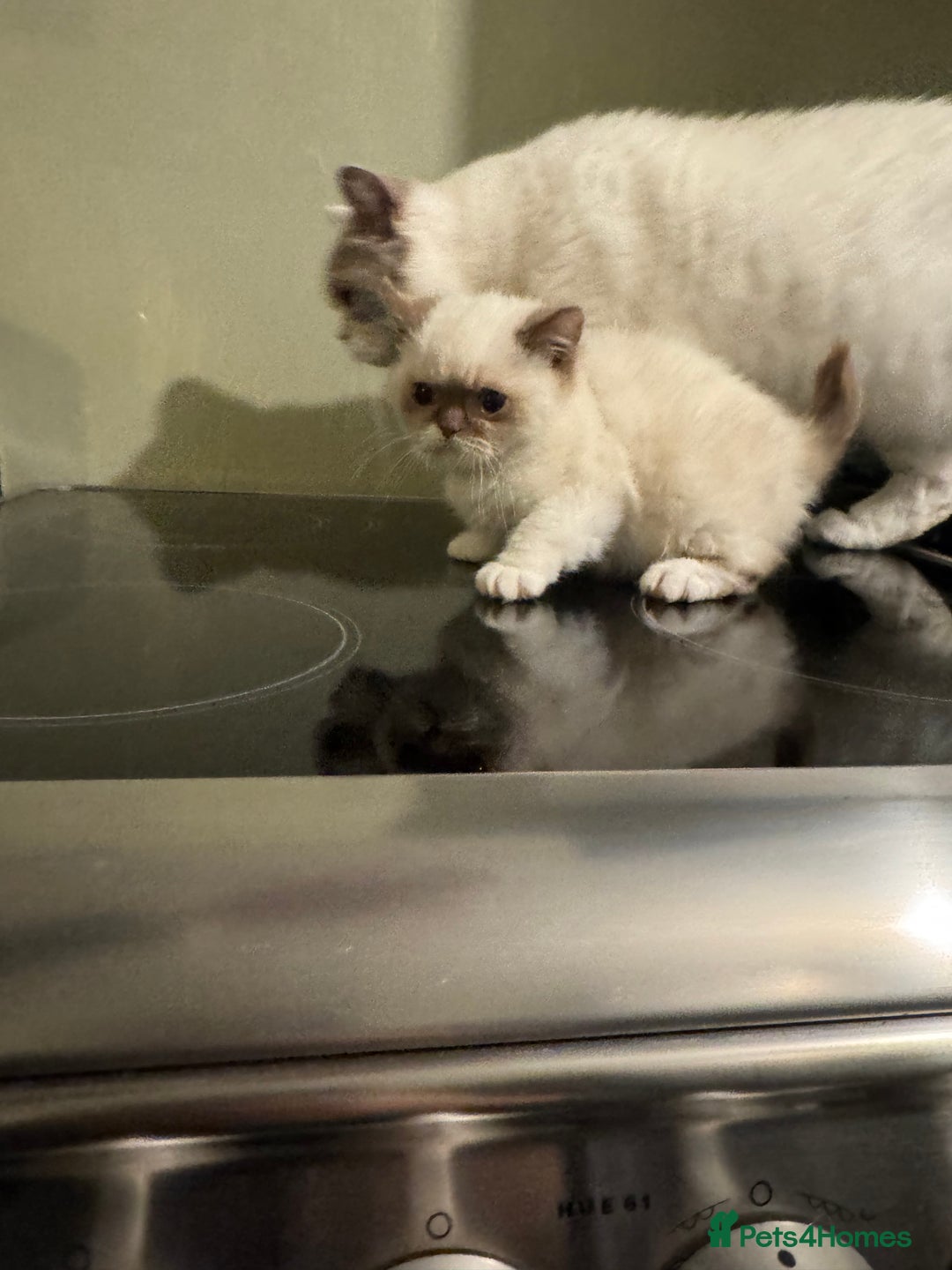 British Shorthair cats for sale: Cinnamon bi colour colourpoint  - Advert 9