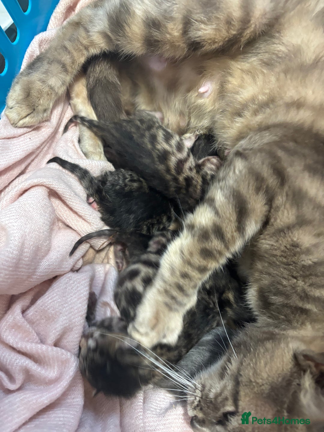 Bengal cats for sale: Full bengal kittens - Image 2