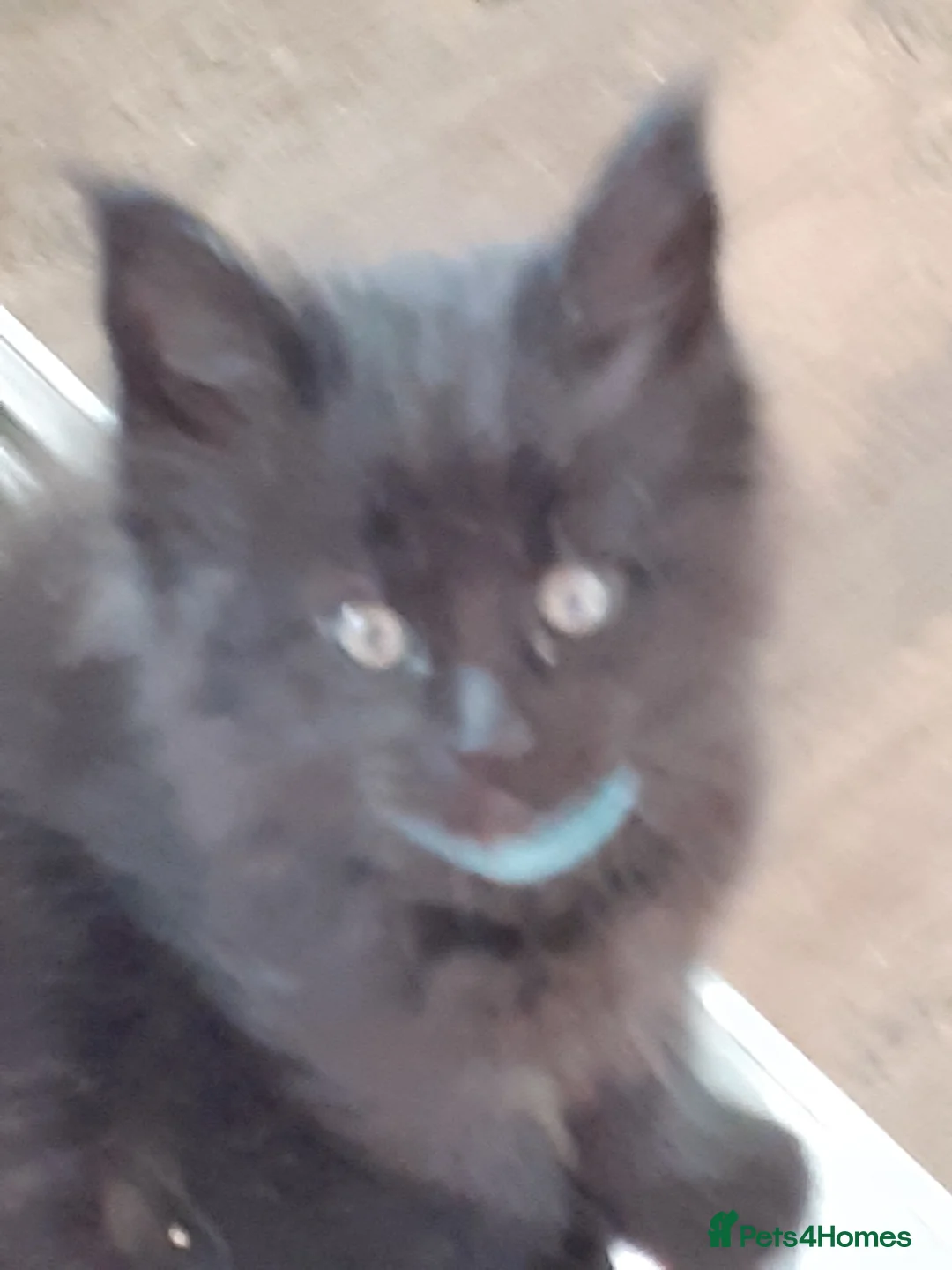 Maine Coon cats for sale: Pure bred Maine Coon kittens both parents in situ  - Advert 10