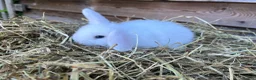 Mini Lop rabbits for sale: Gorgeous pure Mini lops  - Advert 5