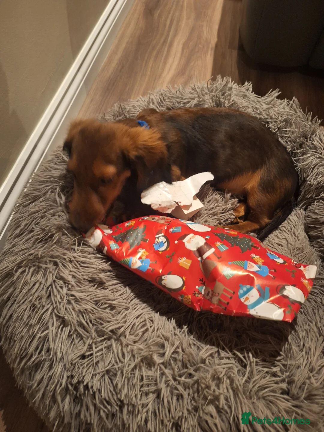 Miniature Dachshund dogs for sale: 6 month miniature long hair dachshund - Advert 16