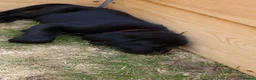 Labrador Retriever dogs for sale: Labrador Puppies in Faversham - Advert 10