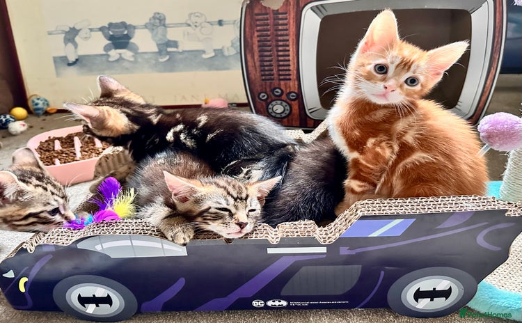 Mixed Breed cats - Advert 4