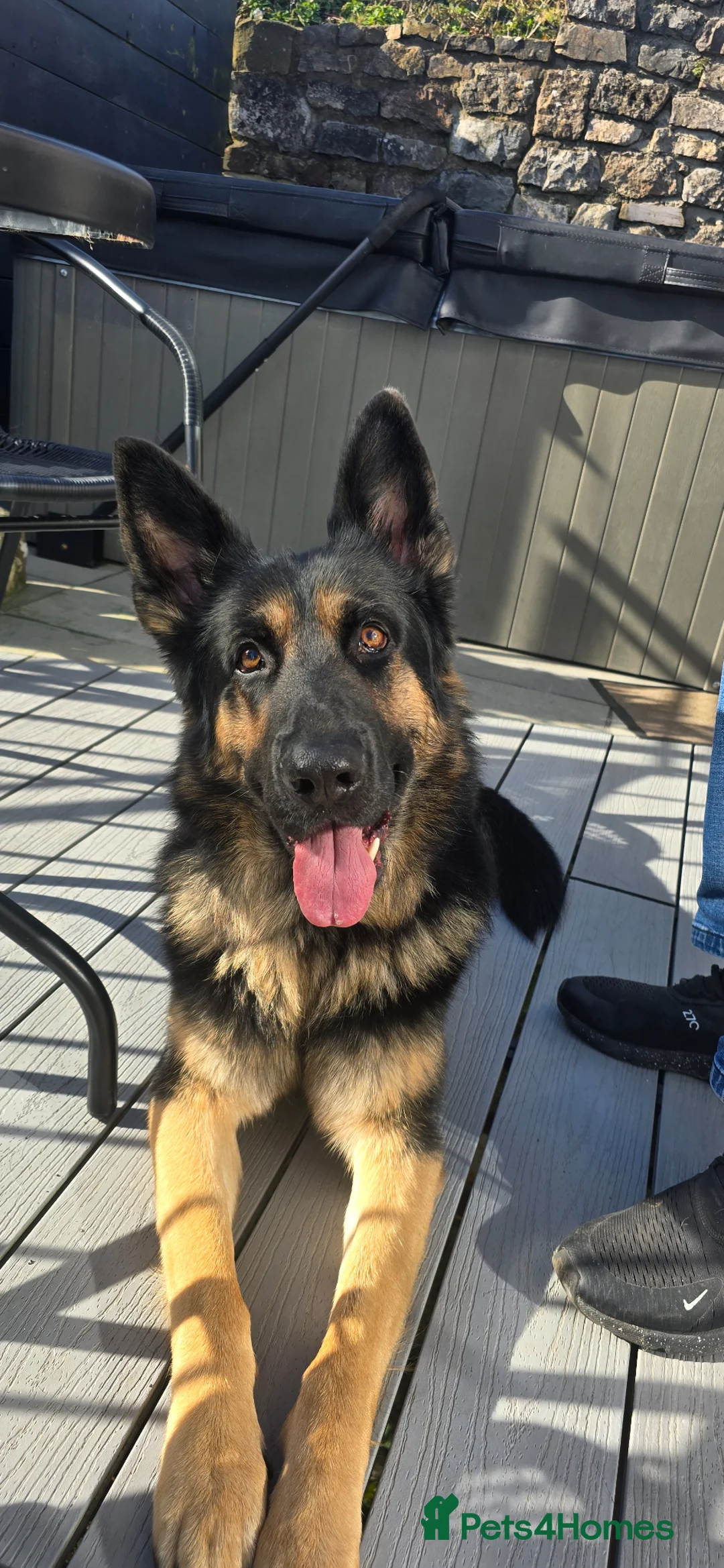 German Shepherd dogs for stud: KC German shepherd STUD in Telford - Advert 2