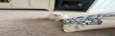 Ragdoll 2