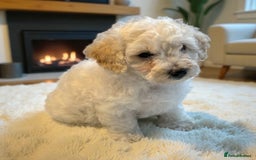 Poochon dogs for sale: Stunning Poochon Puupies - Image 11