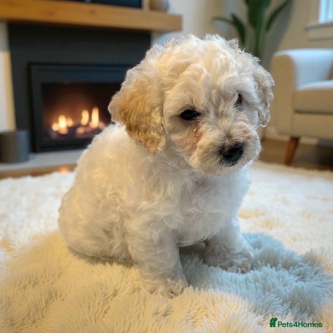Poochon dogs for sale: Stunning Poochon Puupies - Image 11