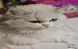 Mixed Breed cats for sale: Persian Chinchilla Cross Kittens - Image 12