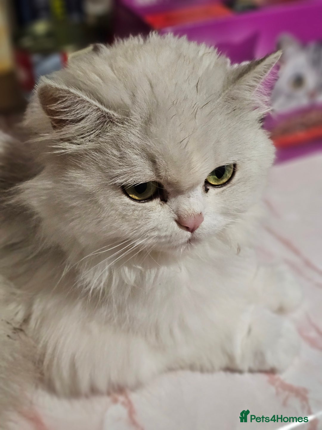 Mixed Breed cats for sale: Persian Chinchilla Cross Kittens - Image 12