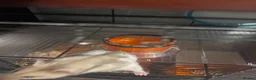 Hamster rodents for sale: Female Syrian Hamster - Advert 4