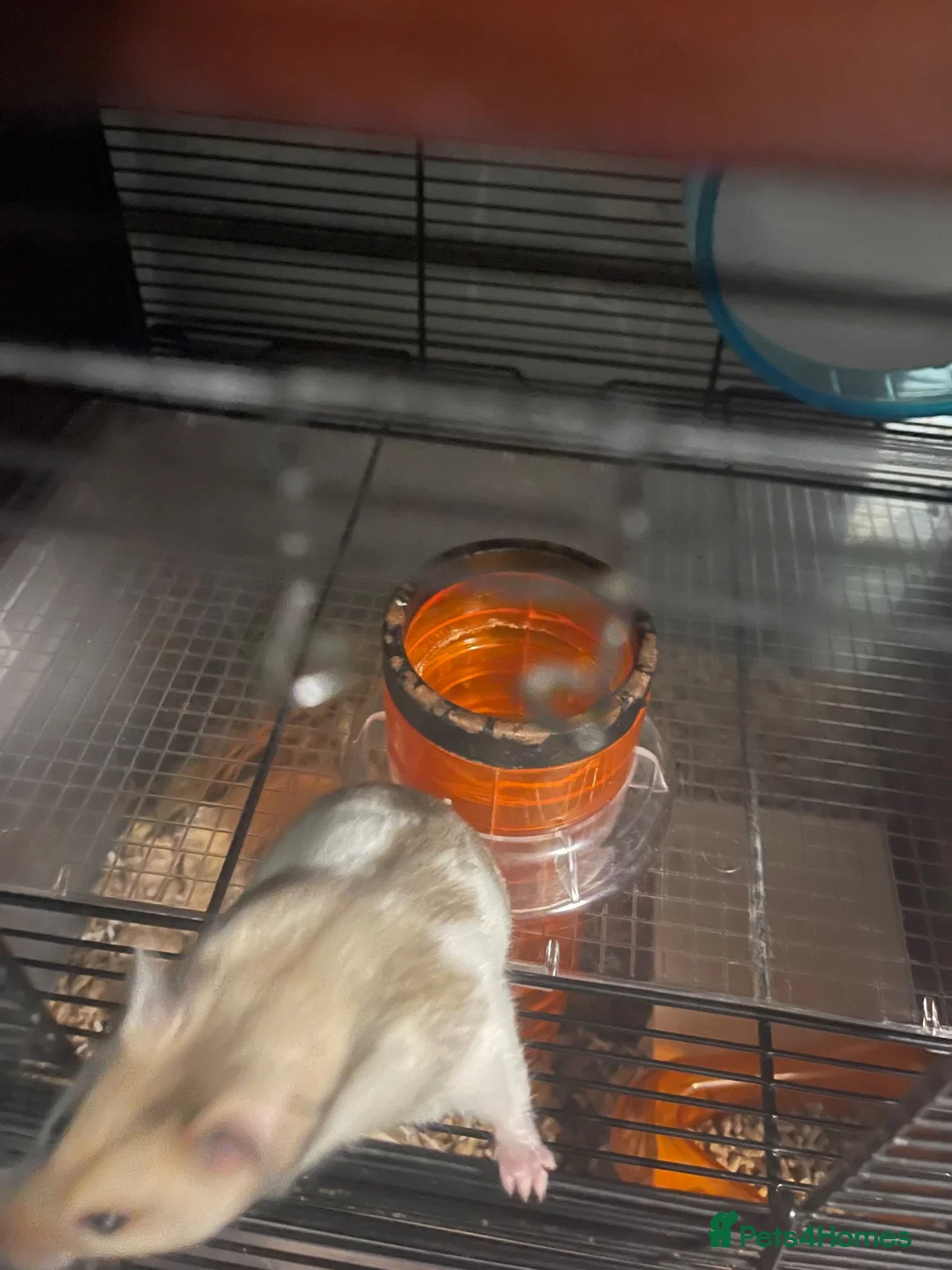 Hamster rodents for sale: Female Syrian Hamster - Advert 4