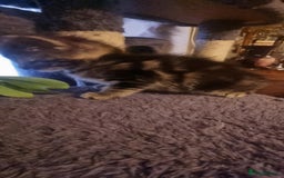 Mixed Breed cats for sale: kittens - Image 17