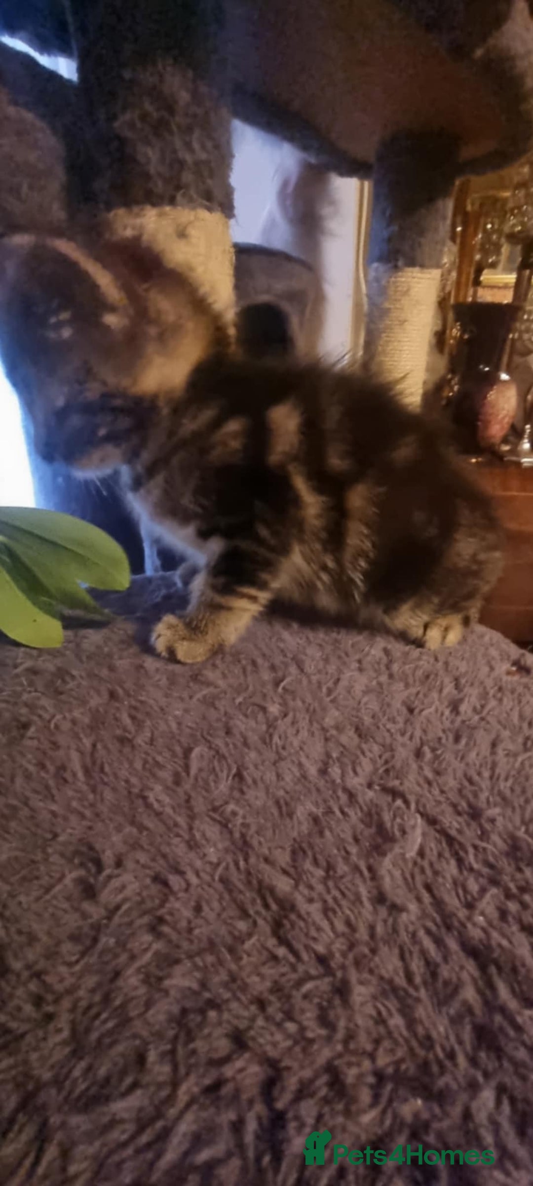 Mixed Breed cats for sale: kittens - Image 17