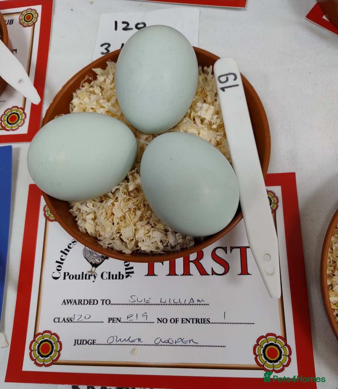 Chickens poultry for sale: Cream Legbar Cock & 2 hens Rare Blue Eggs Norfolk - Advert 3