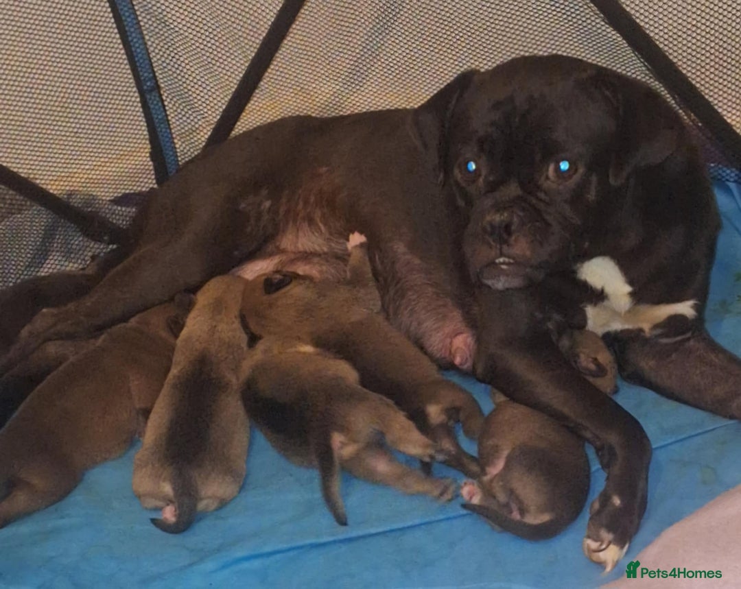 Mixed Breed dogs for sale: 2 boys 1 girl  - Image 10