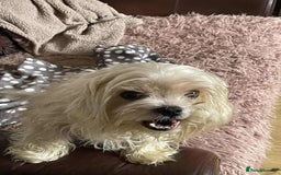 Cavapoo dogs for adoption: Buddy - Hingham Norfolk  - Image 5