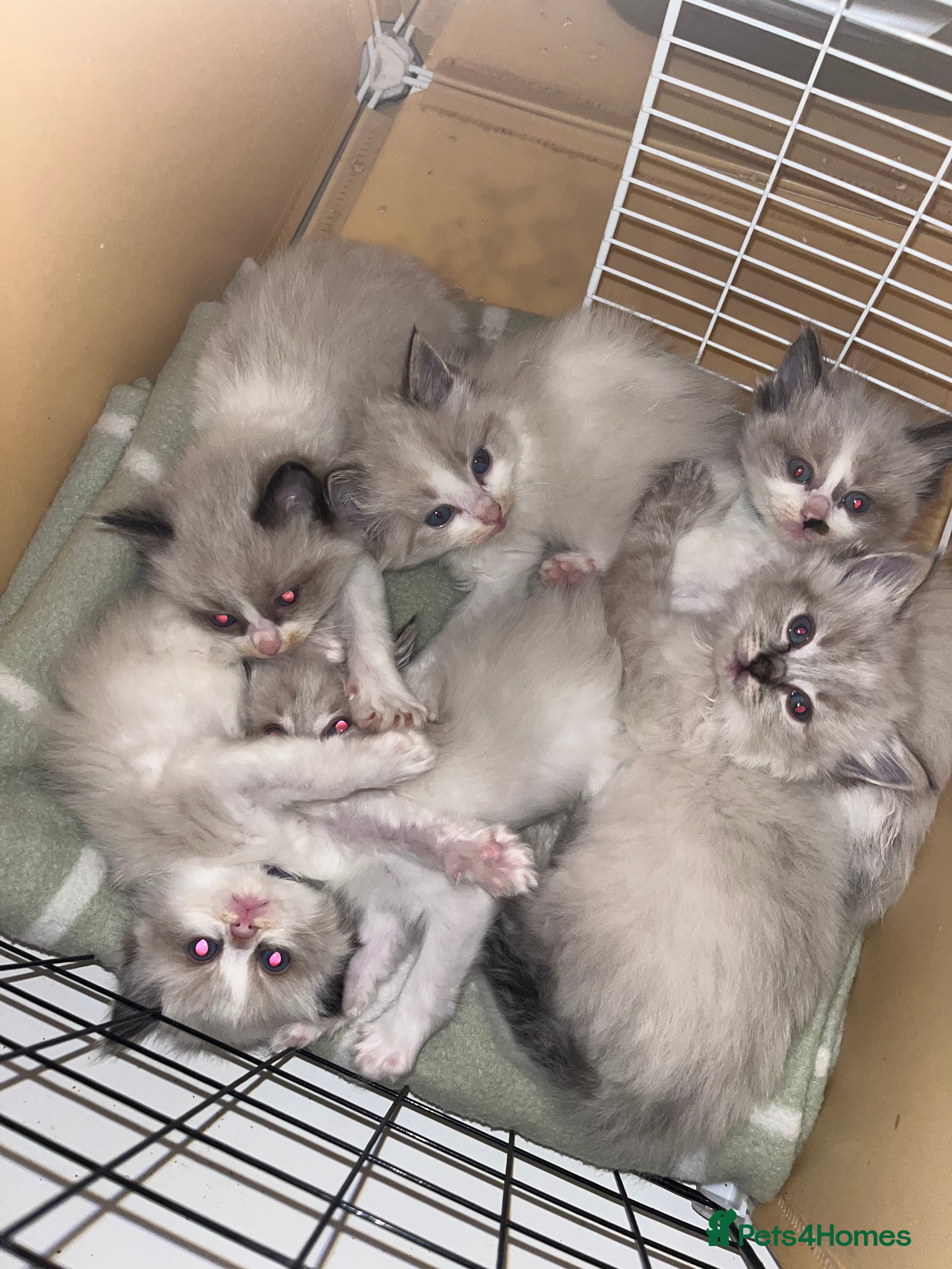 Ragdoll cats Beautiful Ragdoll kittens - Advert 5