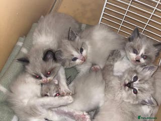 Ragdoll cats Beautiful Ragdoll kittens - Advert 5