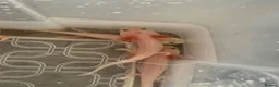 Axolotl reptiles for sale: Rescue Axolotls Looking For New Home  - Advert 9