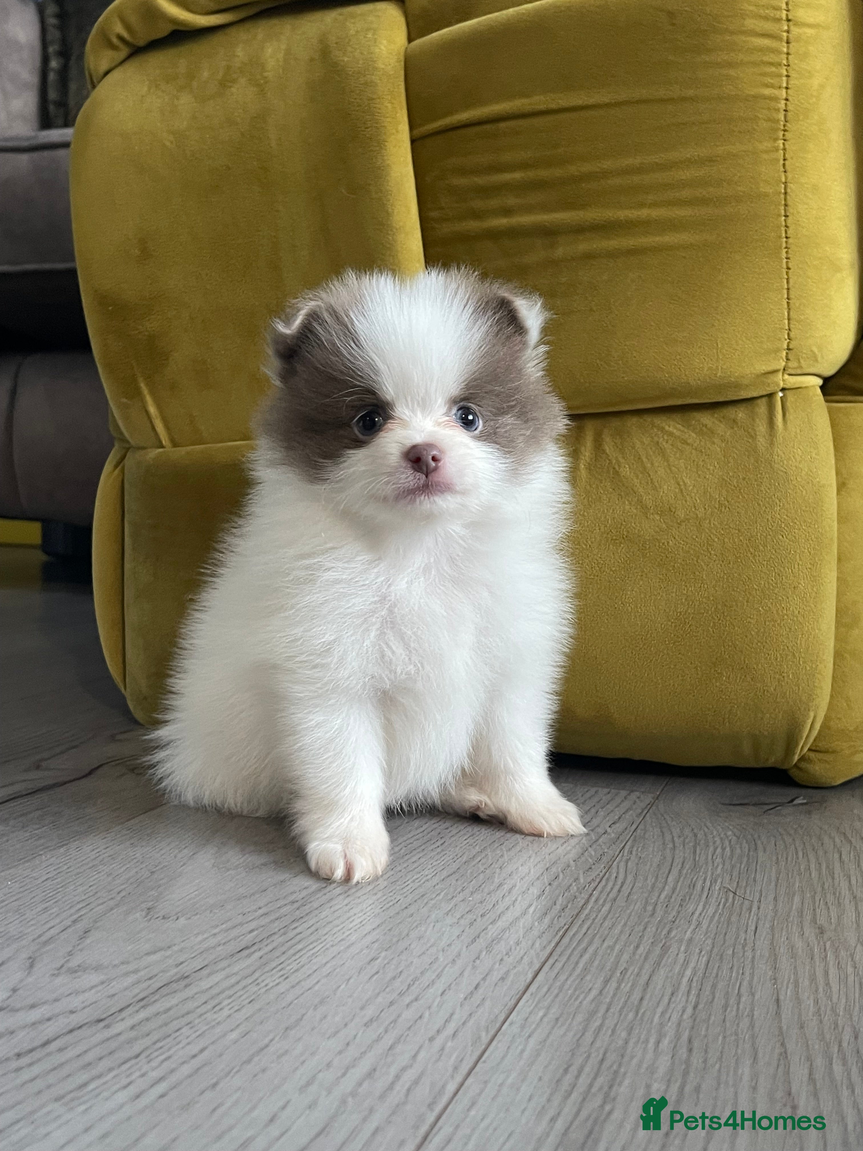 Pomeranian dogs 💜 POMERANIANS💜 - Advert 15