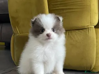 Pomeranian dogs 💜 POMERANIANS💜 - Advert 15