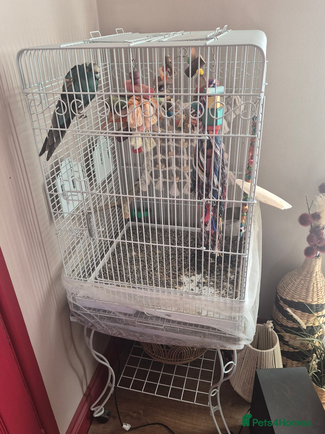 Parakeets birds for sale: Kakariki with cage on wheels - Advert 2
