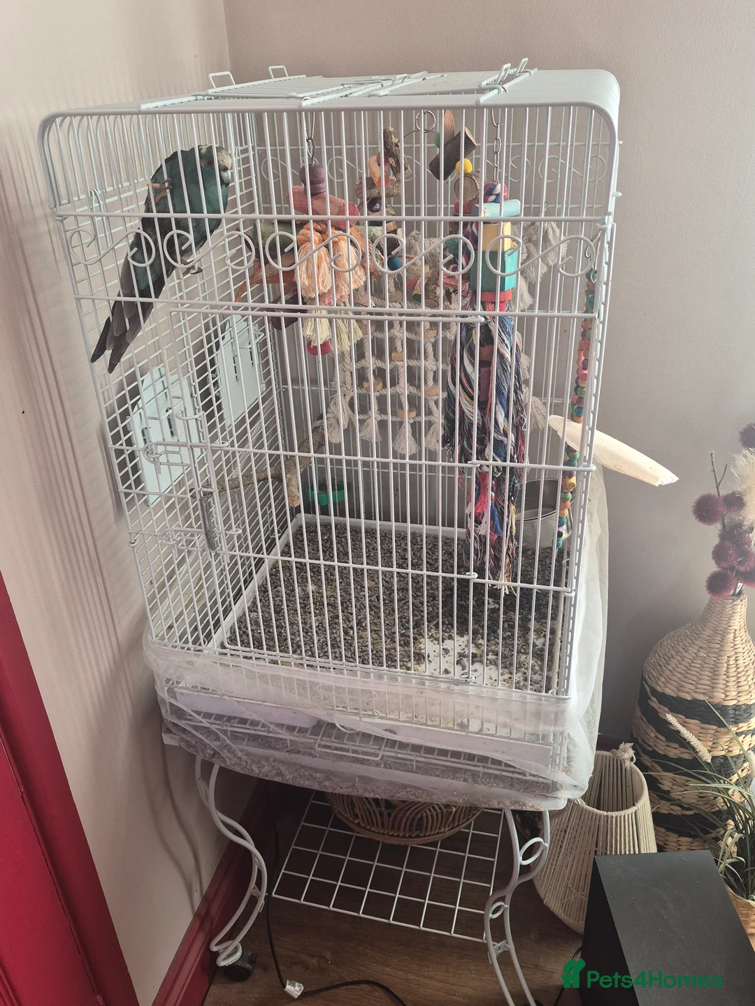 Parakeets birds for sale: Kakariki with cage on wheels - Advert 2