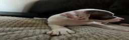 American Bulldog dogs for sale: Last boy left lost last account please message her - Advert 8