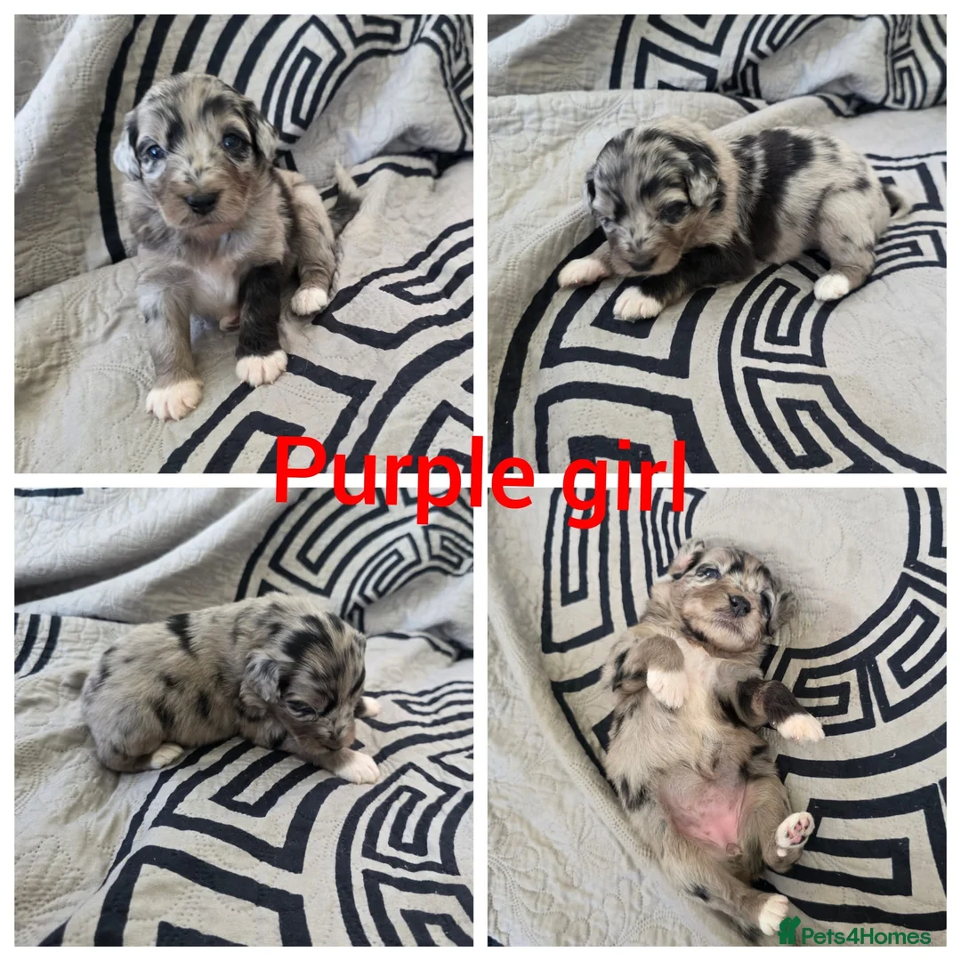 Aussiedoodle dogs for sale: READY NOW Aussiedoodle pups - Advert 20