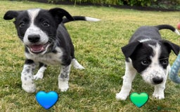 Border Collie dogs for sale: Border Collie Puppies for sale - Image 8